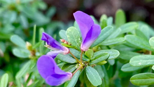 Blue_Bell_Plant_For_Home_Garden_|_(1-1.5_Feet_Height)