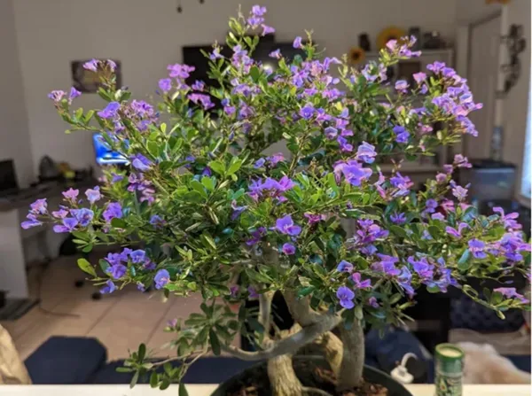 Blue_Bell_Plant_For_Home_Garden_|_(1-1.5_Feet_Height)
