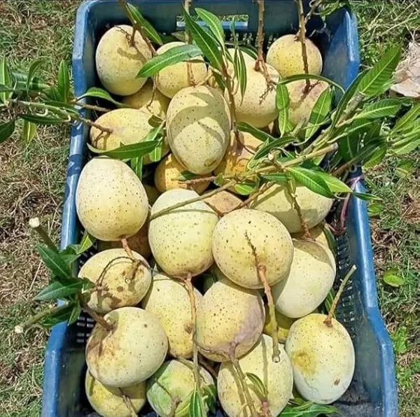 Gourmoti_Mango_Plant_|_Grafted_And_Hybrid_Plants
