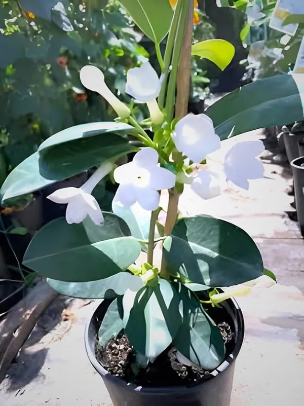 Madagascar_Jasmine_Flower_Plant