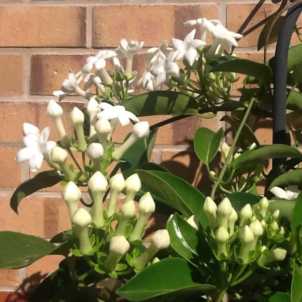 Madagascar_Jasmine_Flower_Plant