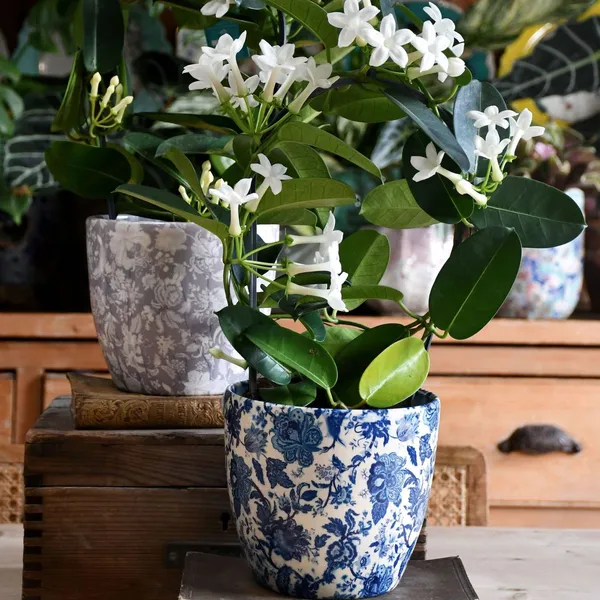 Madagascar_Jasmine_Flower_Plant