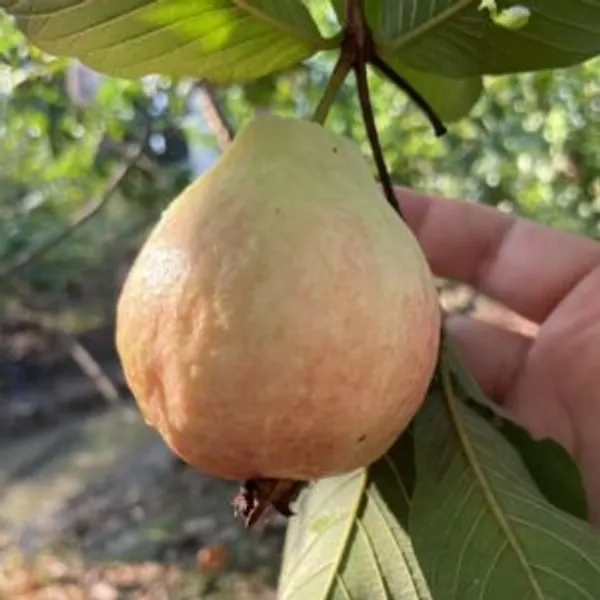 Thai_7_Guava_Plant_|_Grafted_And_Hybrid_Plants_(2_Feet_Height)