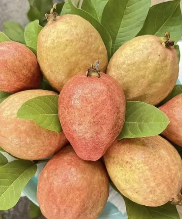 Thai_7_Guava_Plant_|_Grafted_And_Hybrid_Plants_(2_Feet_Height)