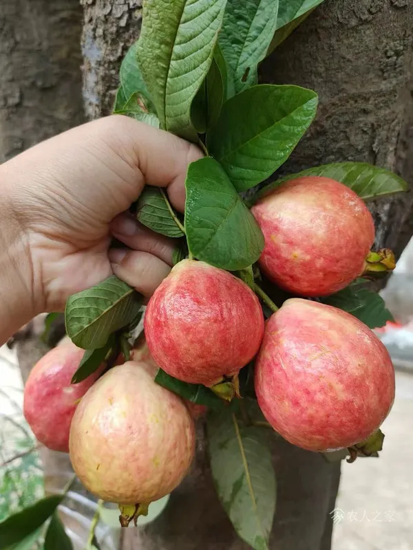 Thai_7_Guava_Plant_|_Grafted_And_Hybrid_Plants_(2_Feet_Height)