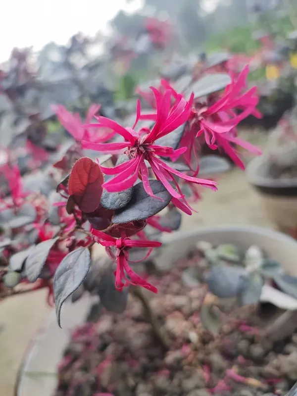 Chinese_Firingi_Live_Plant