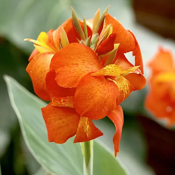 Cannas_Dwarf_Orange_Flower_Plant