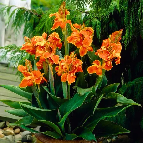 Cannas_Dwarf_Orange_Flower_Plant