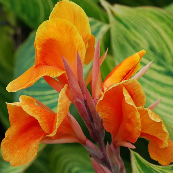 Cannas_Dwarf_Orange_Flower_Plant