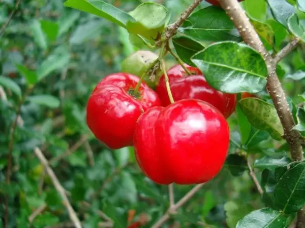 Barbados_Cherry_Plant_|_Grafted_And_Hybrid_Plants