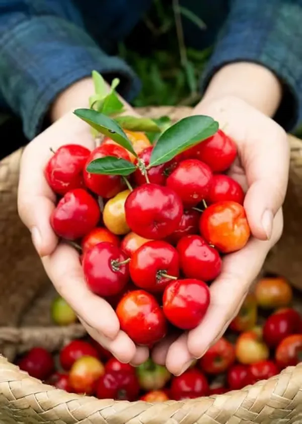 Barbados_Cherry_Plant_|_Grafted_And_Hybrid_Plants