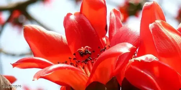 Red_Palash_Flower_Plant