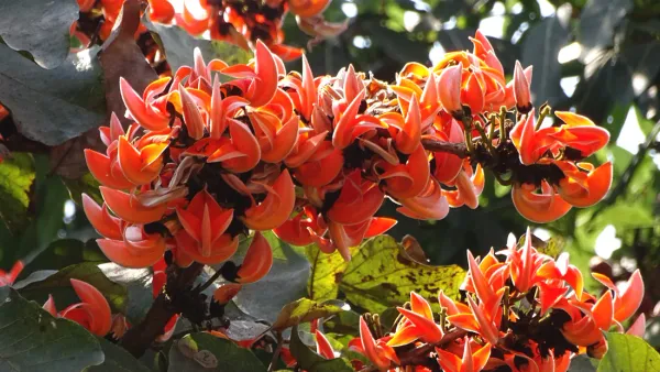 Red_Palash_Flower_Plant
