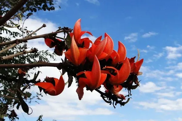 Red_Palash_Flower_Plant