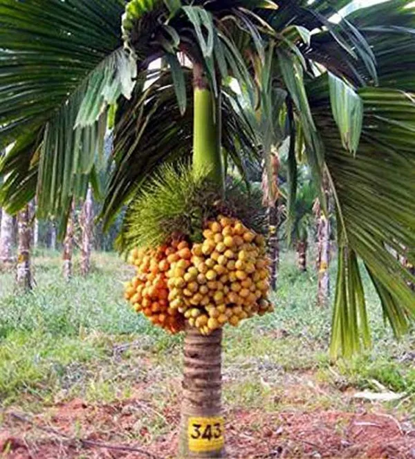 Dwarf_Betel_Nut_Plant_|_Grafted_And_Hybrid_Plants