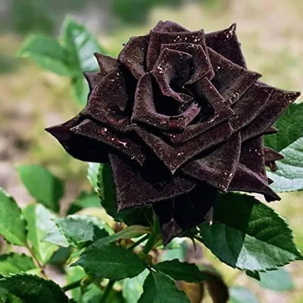 Dark_Enchantment_Black_Roses_For_Home_Garden_(2_Feet_Height)