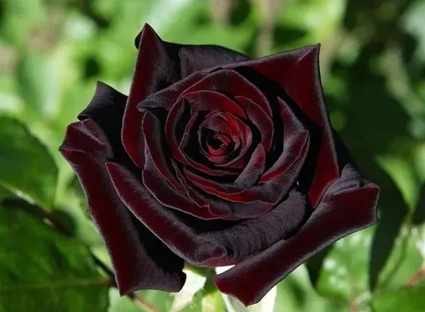 Dark_Enchantment_Black_Roses_For_Home_Garden_(2_Feet_Height)