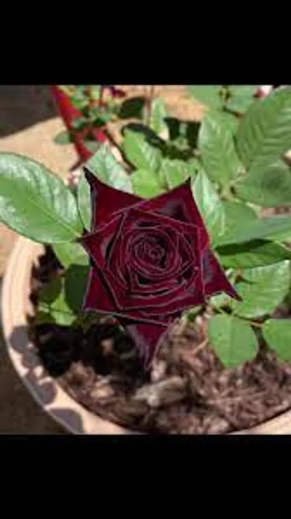 Dark_Enchantment_Black_Roses_For_Home_Garden_(2_Feet_Height)