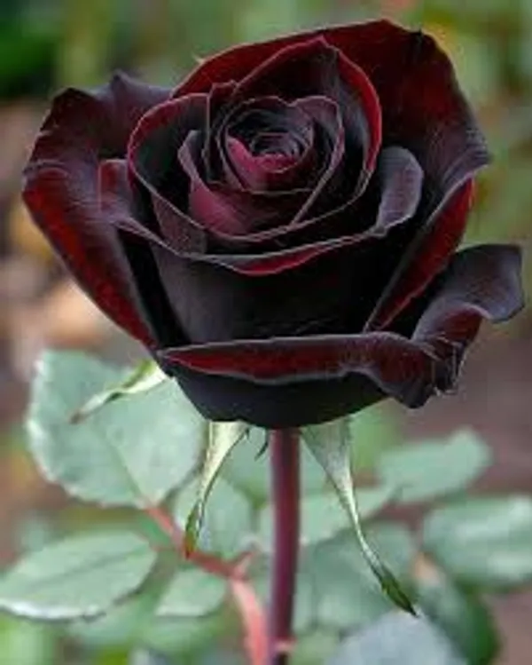 Dark_Enchantment_Black_Roses_For_Home_Garden_(2_Feet_Height)