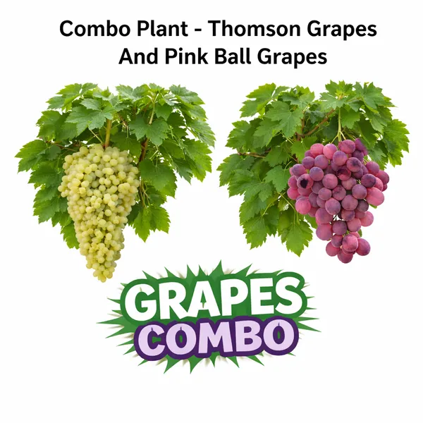 Combo_Plant_-_Very_Sweet_Thomson_Grapes_And_Pink_Ball_Grapes_Live_Plant
