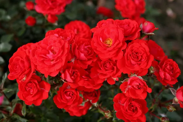 Champlain_Roses_Flower_Plant