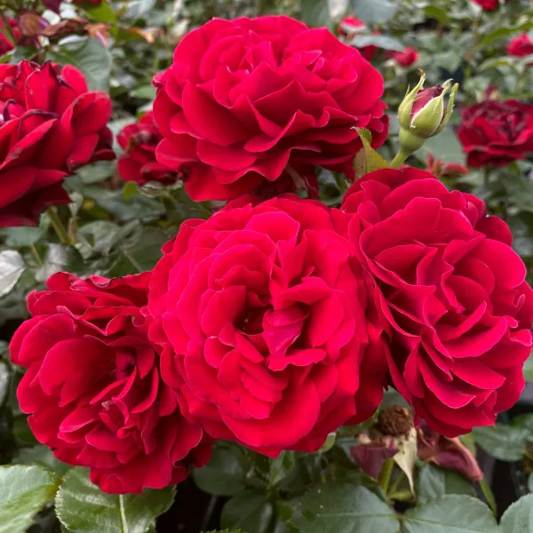 Champlain_Roses_Flower_Plant