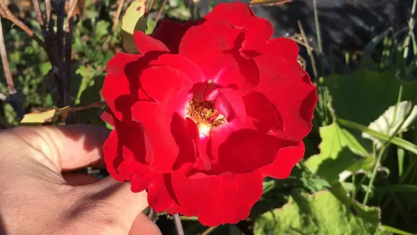 Champlain_Roses_Flower_Plant