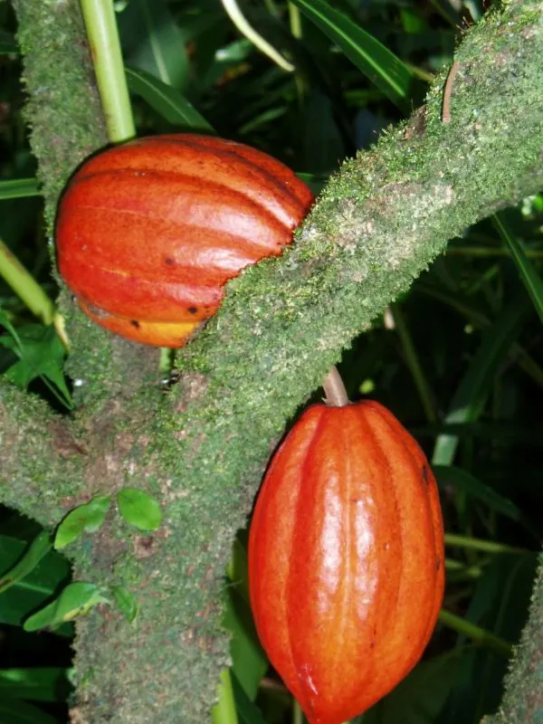 Coco_Plant_|_Grafted_And_Hybrid_Plants