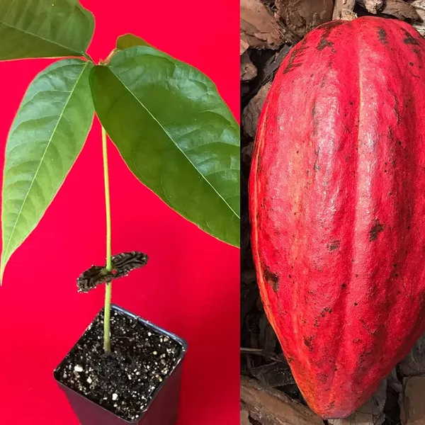 Coco_Plant_|_Grafted_And_Hybrid_Plants