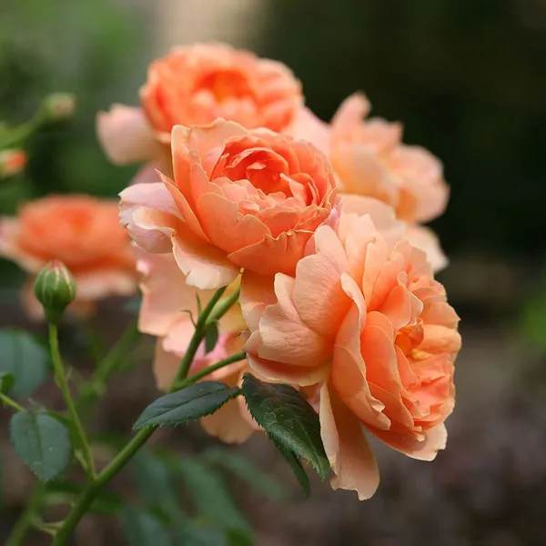 Orange_Roses_Fragrant_Flower_Plant