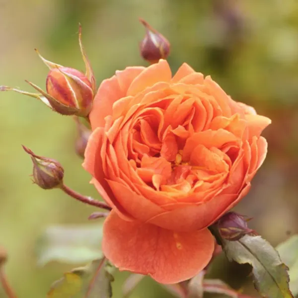 Orange_Roses_Fragrant_Flower_Plant