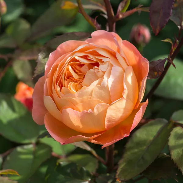 Orange_Roses_Fragrant_Flower_Plant