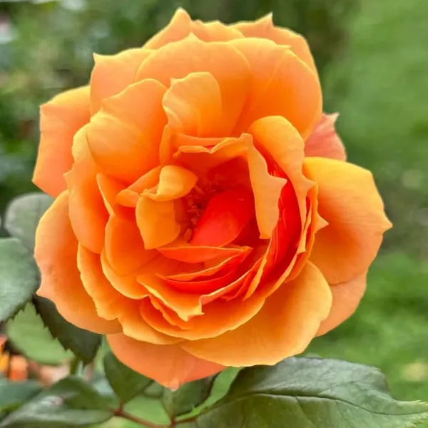 Orange_Roses_Fragrant_Flower_Plant