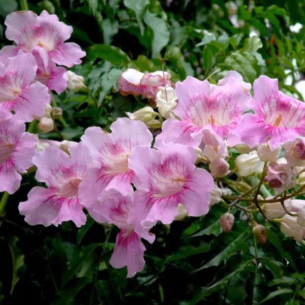 Tabebuia_Roses_Pink_Flower_Plant