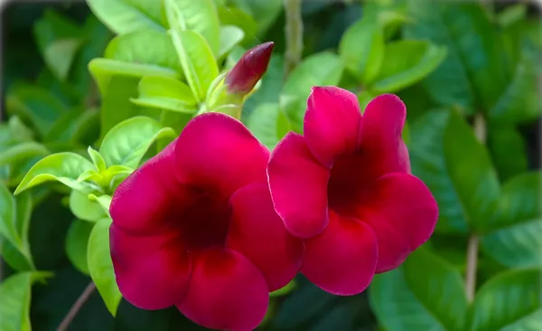 Allamanda_Red_Dwarf_Plant