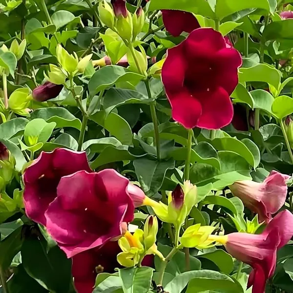 Allamanda_Red_Dwarf_Plant