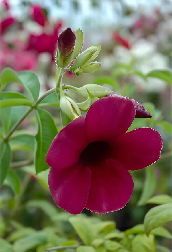 Allamanda_Red_Dwarf_Plant