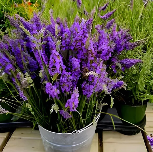 Lavender_Live_Plant_For_Home_Garden_(2_Feet_Height)
