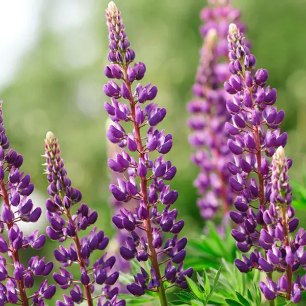 Lavender_Live_Plant_For_Home_Garden_(2_Feet_Height)