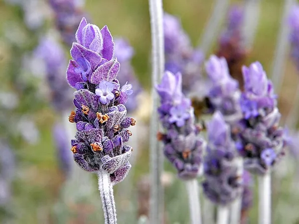Lavender_Live_Plant_For_Home_Garden_(2_Feet_Height)