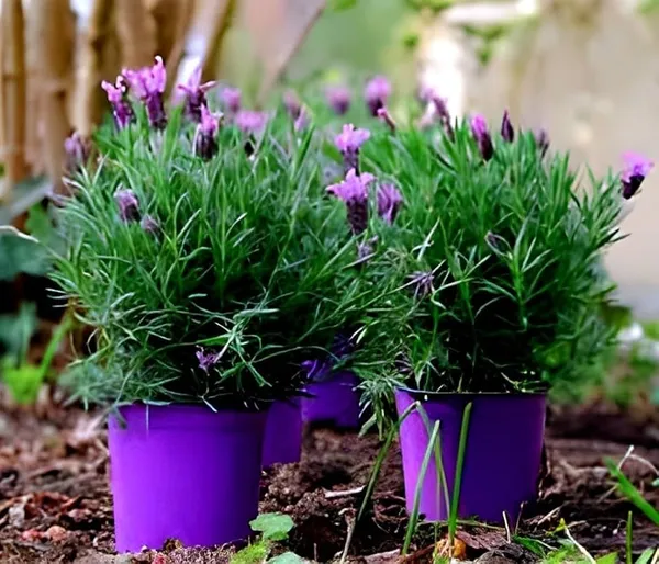 Lavender_Live_Plant_For_Home_Garden_(2_Feet_Height)