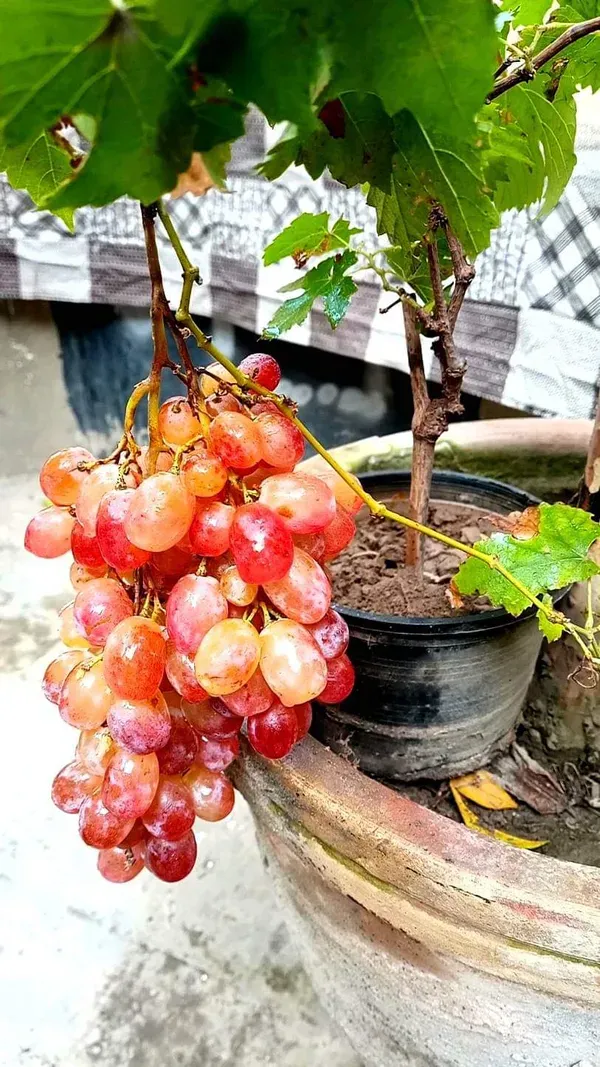 Sarad_Seedless_Grape_Plant_|_Grafted_And_Hybrid_Plant