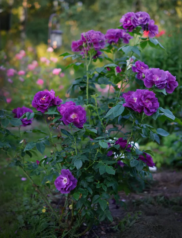 Rhapsody_In_Blue_Roses_Flower_Plant