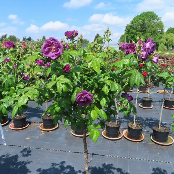 Rhapsody_In_Blue_Roses_Flower_Plant
