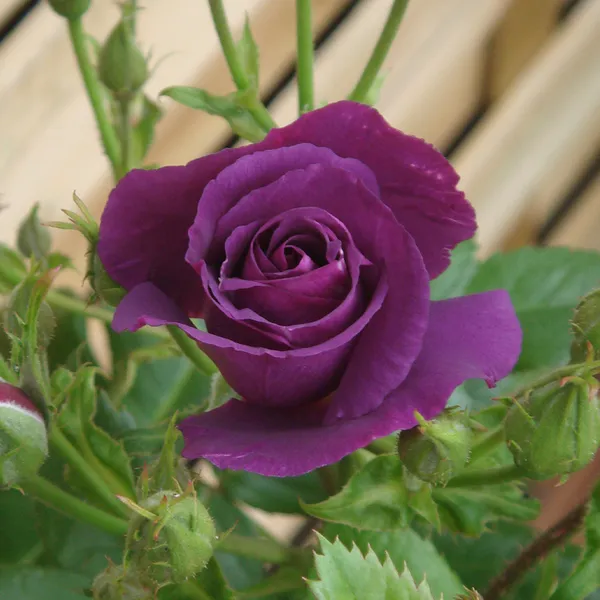 Rhapsody_In_Blue_Roses_Flower_Plant