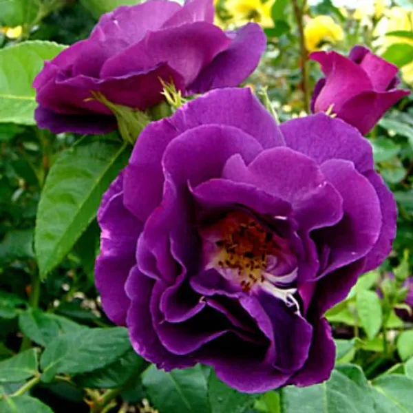 Rhapsody_In_Blue_Roses_Flower_Plant