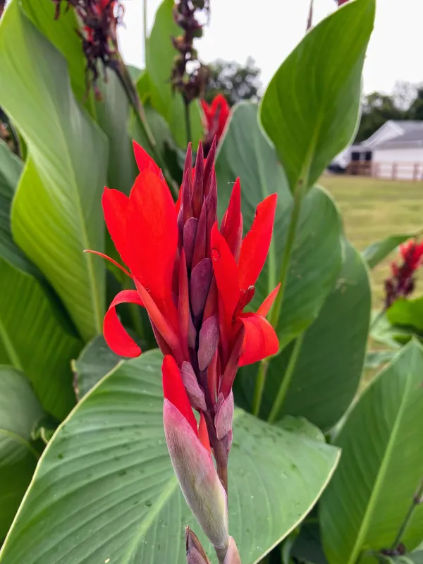 Cannas_Dwarf_Red_Flower_Plant