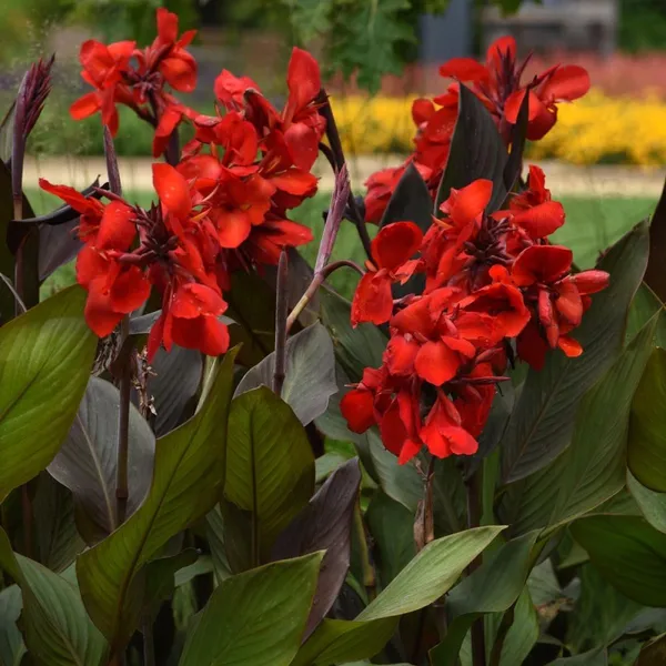 Cannas_Dwarf_Red_Flower_Plant