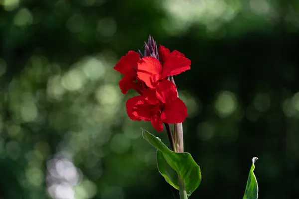 Cannas_Dwarf_Red_Flower_Plant