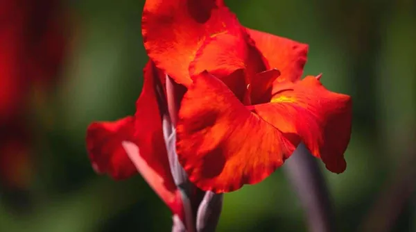 Cannas_Dwarf_Red_Flower_Plant